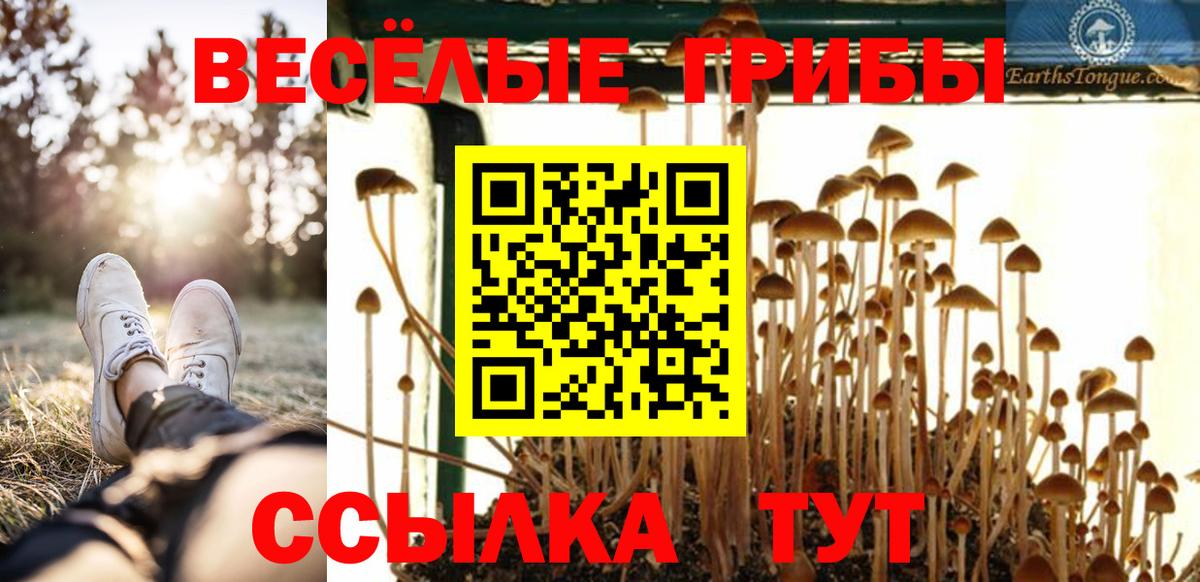 Псилоцибиновые грибы Cubensis Тверь